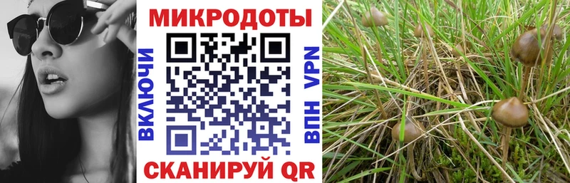 Псилоцибиновые грибы Psilocybe  Кимовск 